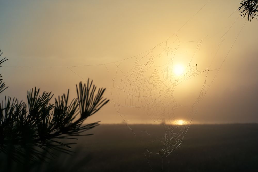 Увидеть новый день...