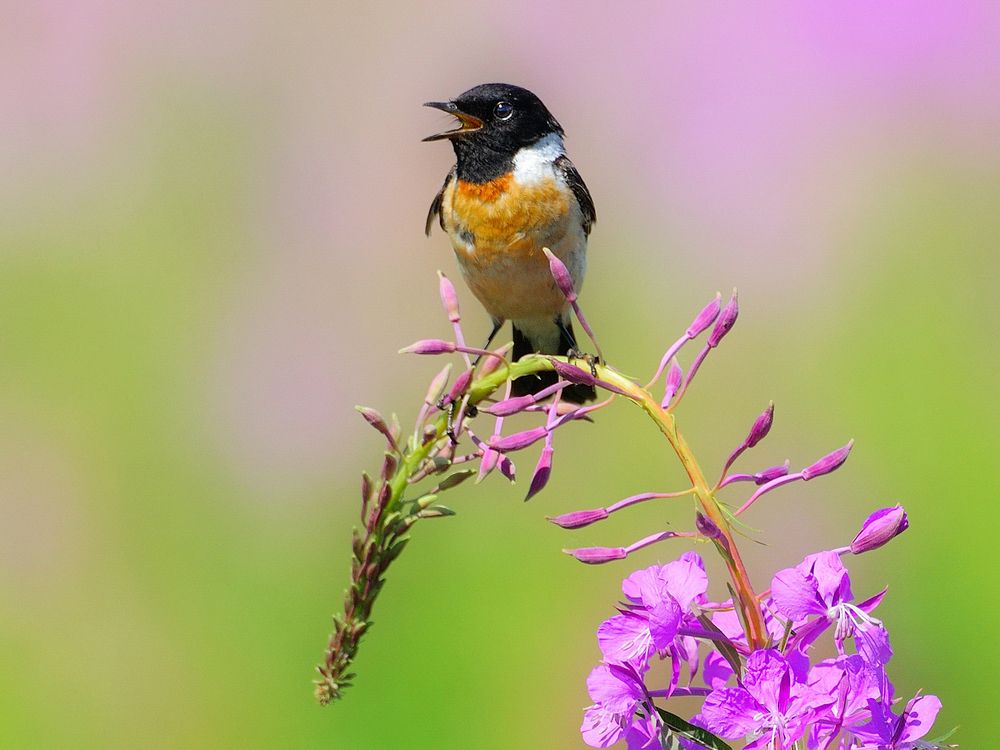 Луговые цветы и птицы