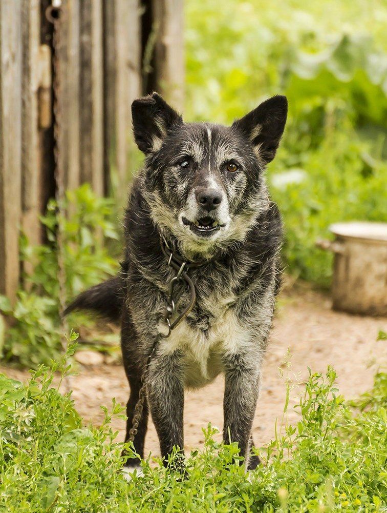 Старый сторож