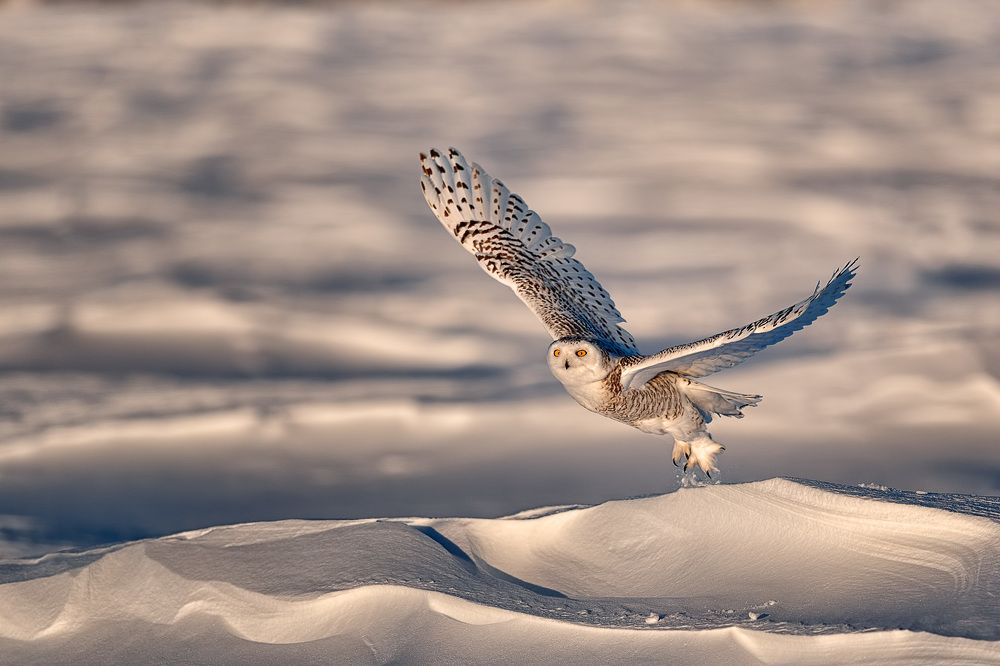 snowy owl