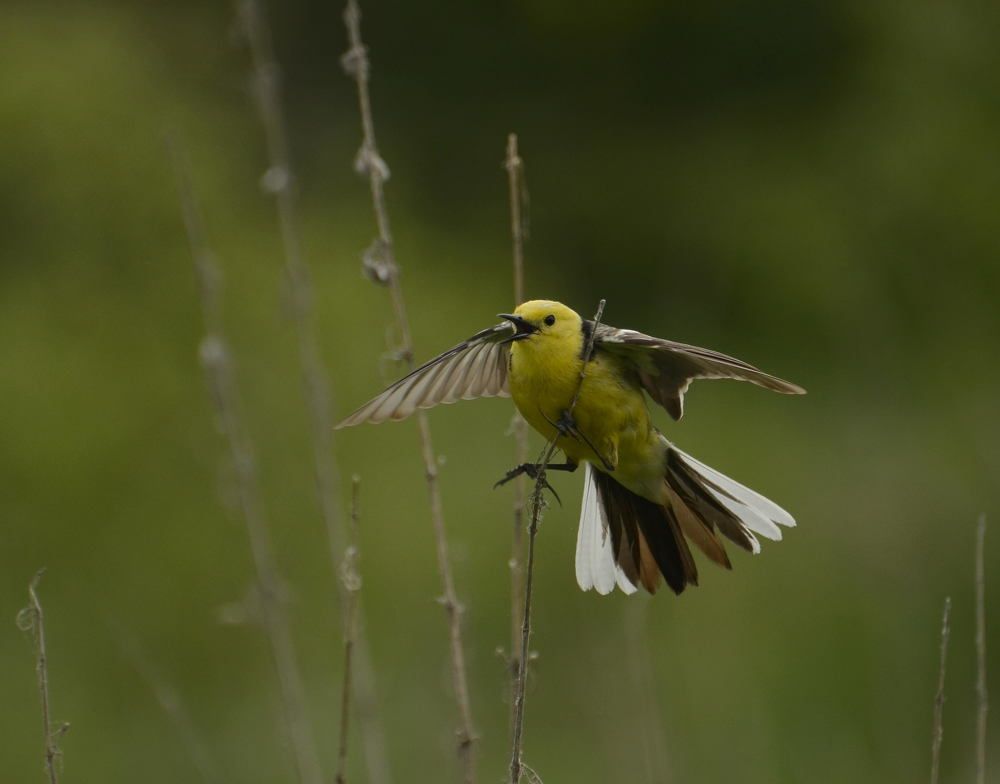Желтоголовая трясогузка
