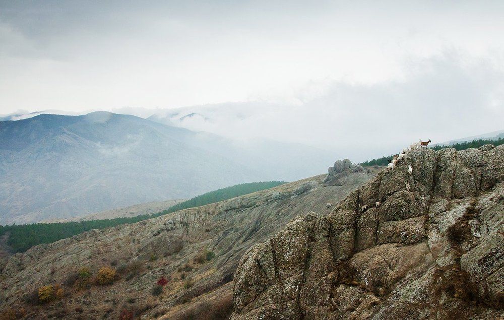 "Горные" козы