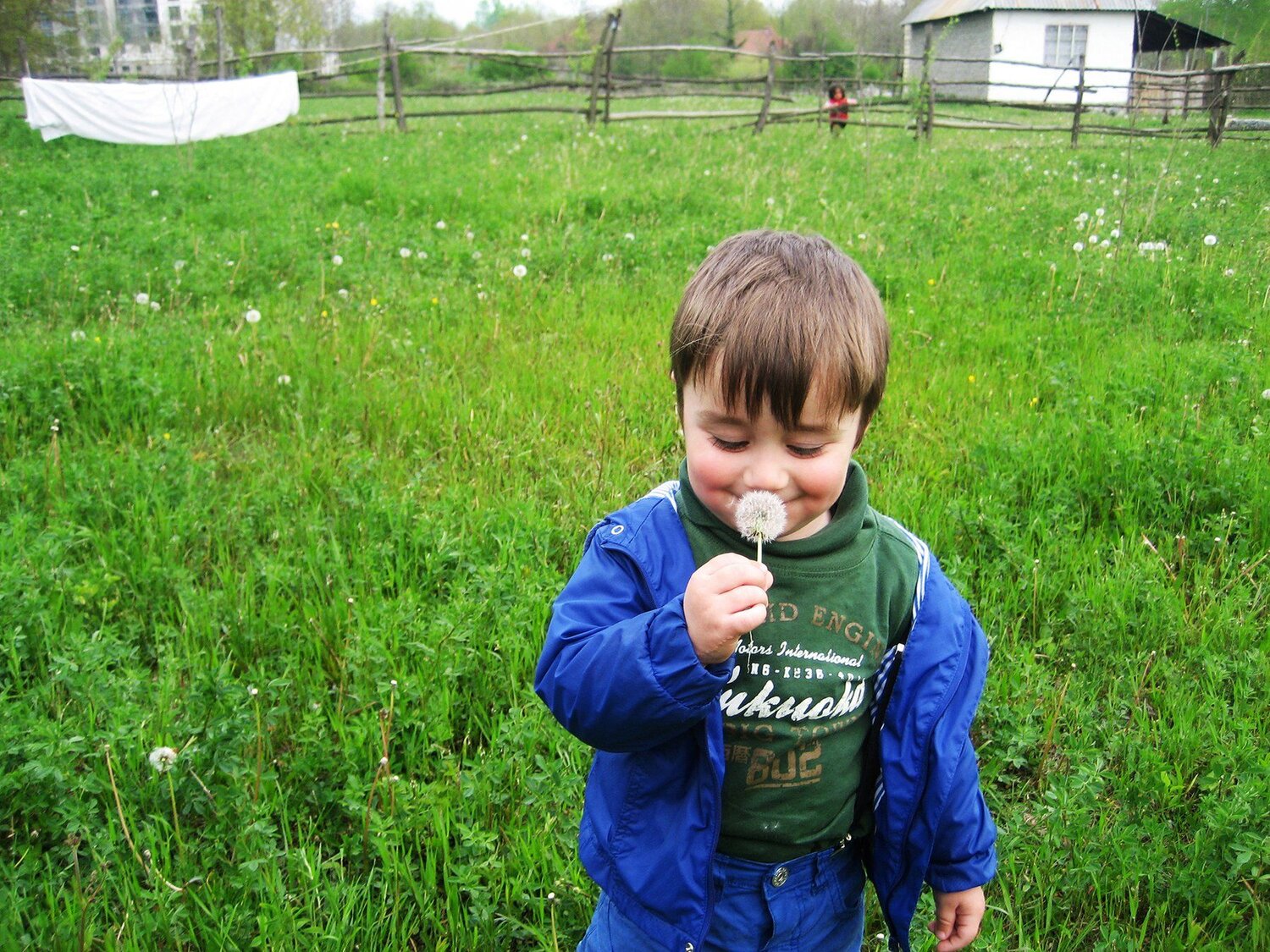dandelion