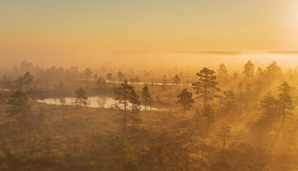 Sunrise Bog with Fog. Amazing nature of Estonia.