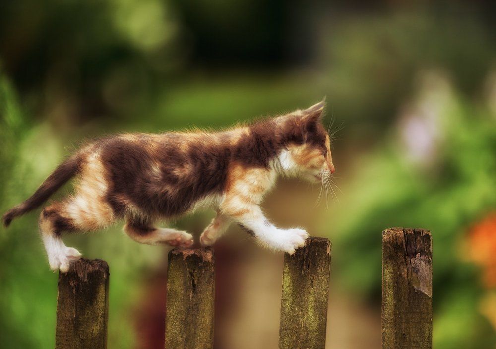 A kitten on a fence.