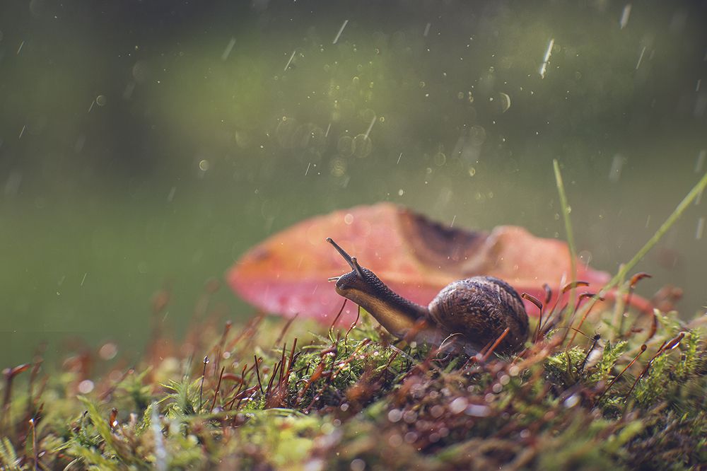 Любопытная улитка.