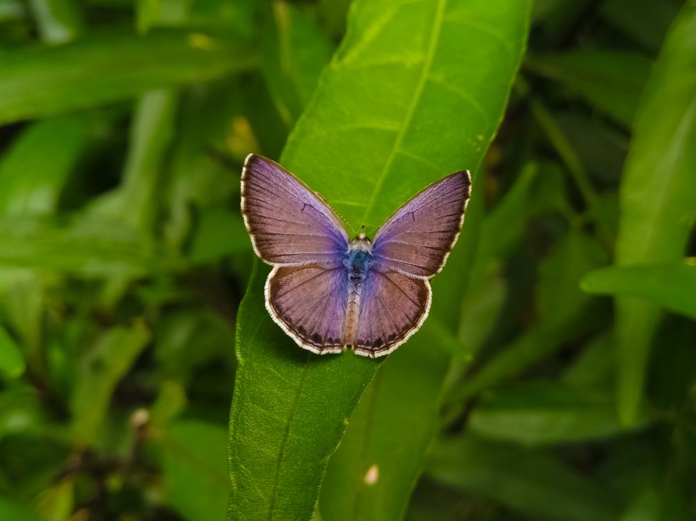 Beautiful Butterfly sitting on a leaf