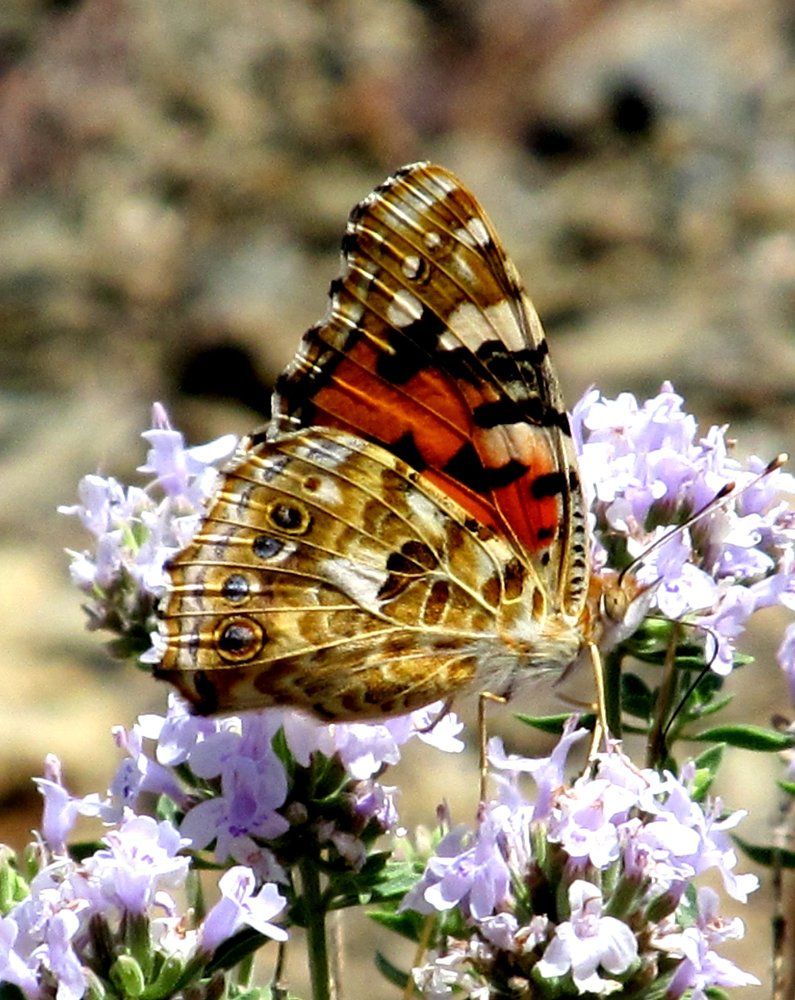 Бархатница