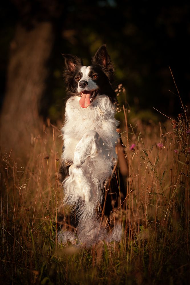 Зайка Кайден