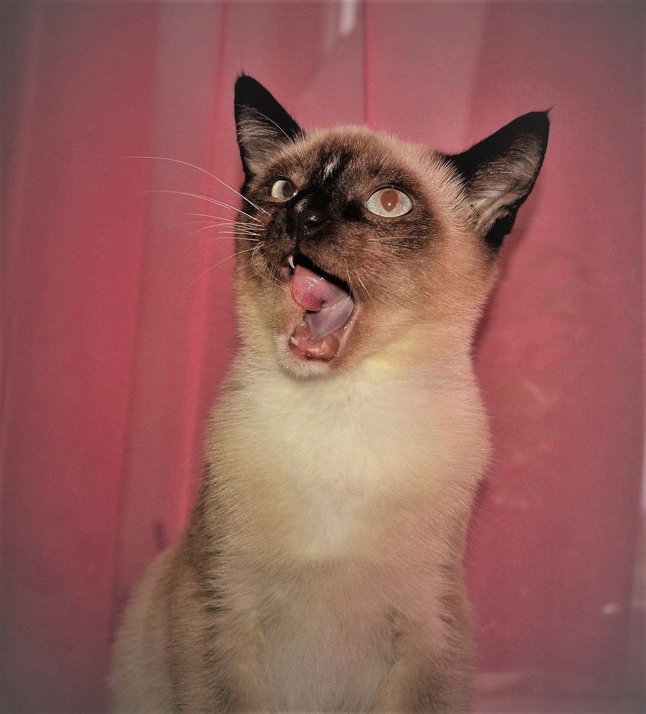 Подпевало..))