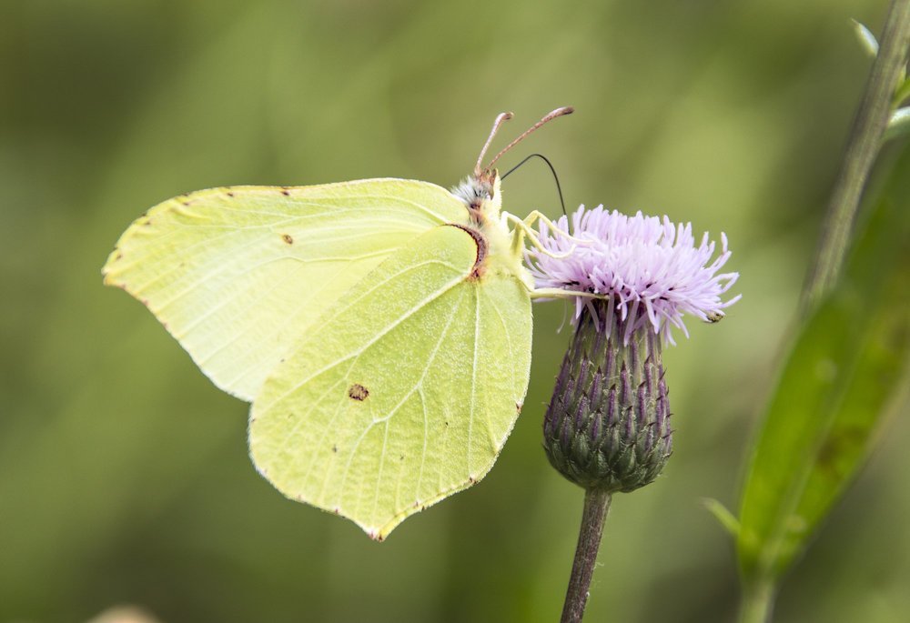 Крушинница