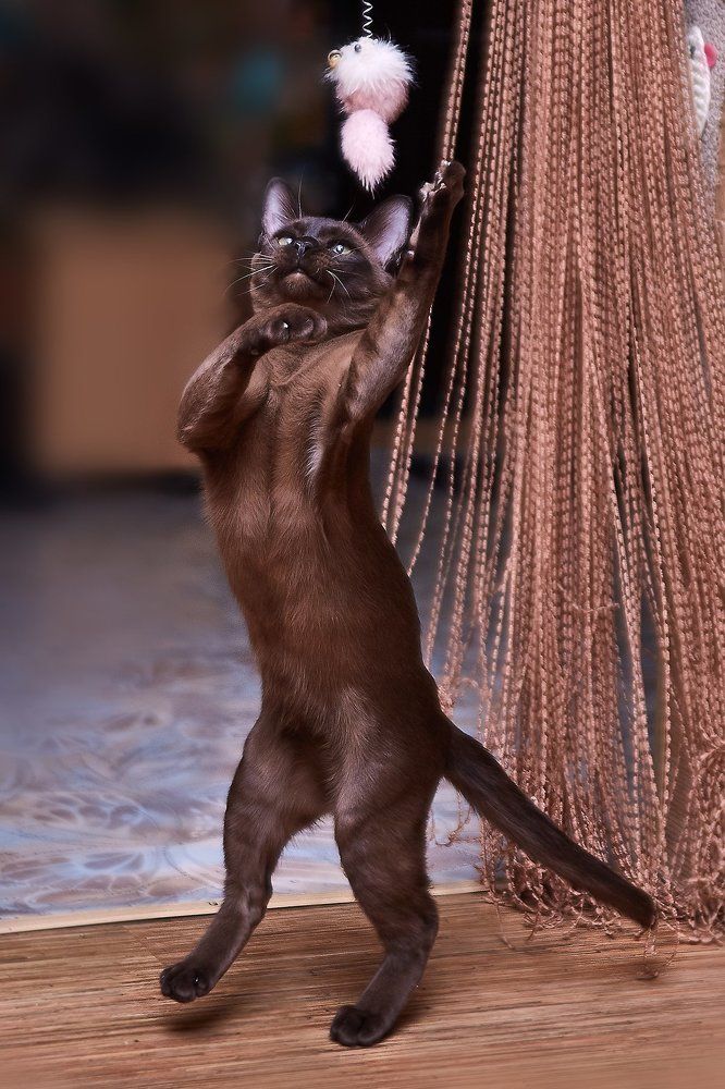 Кошачий танец