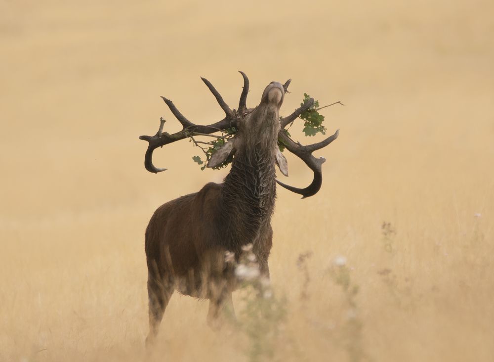 Red Deer Stag