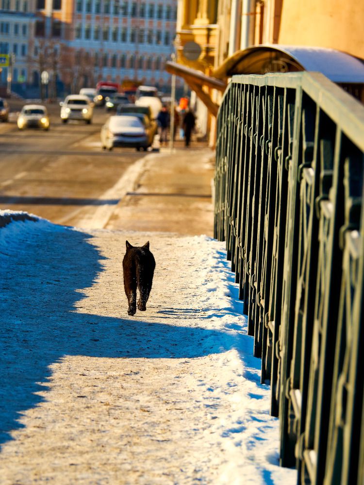 Про кошку, которая гуляла сама по себе