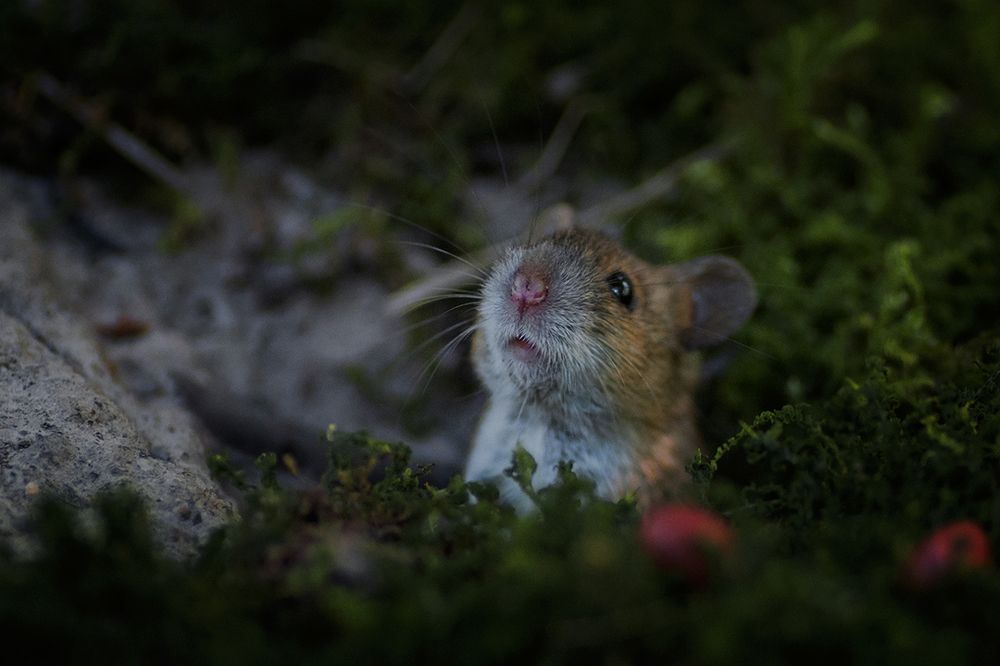 Photograph by Ольга Желтова