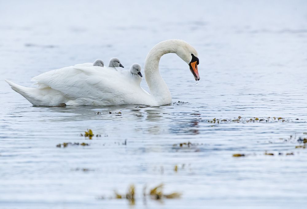 Photograph by Дмитрий Симбаев