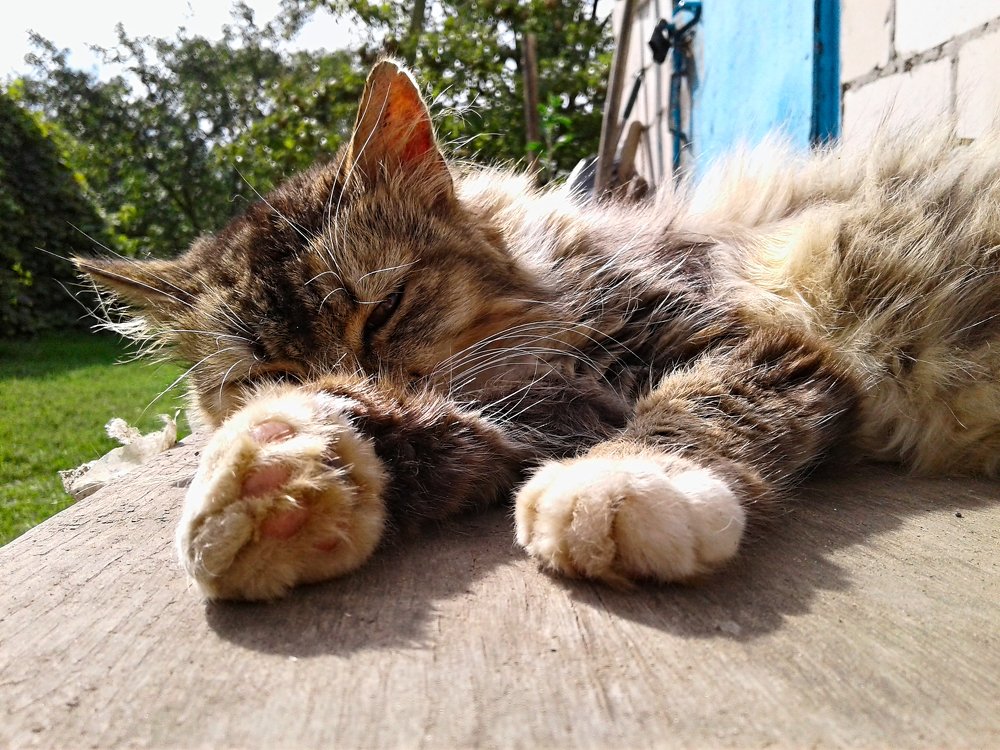 Киса спит - она устала