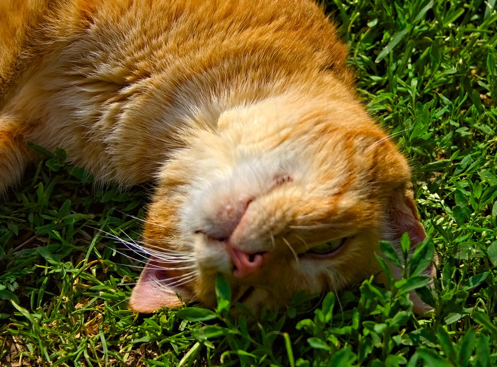 Купаясь в солнце