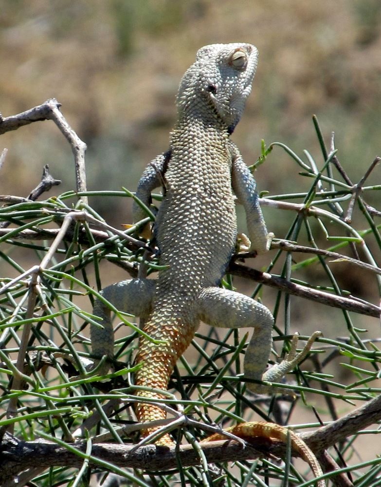 Ящерица, пустыня Кызылкум, Узбекистан