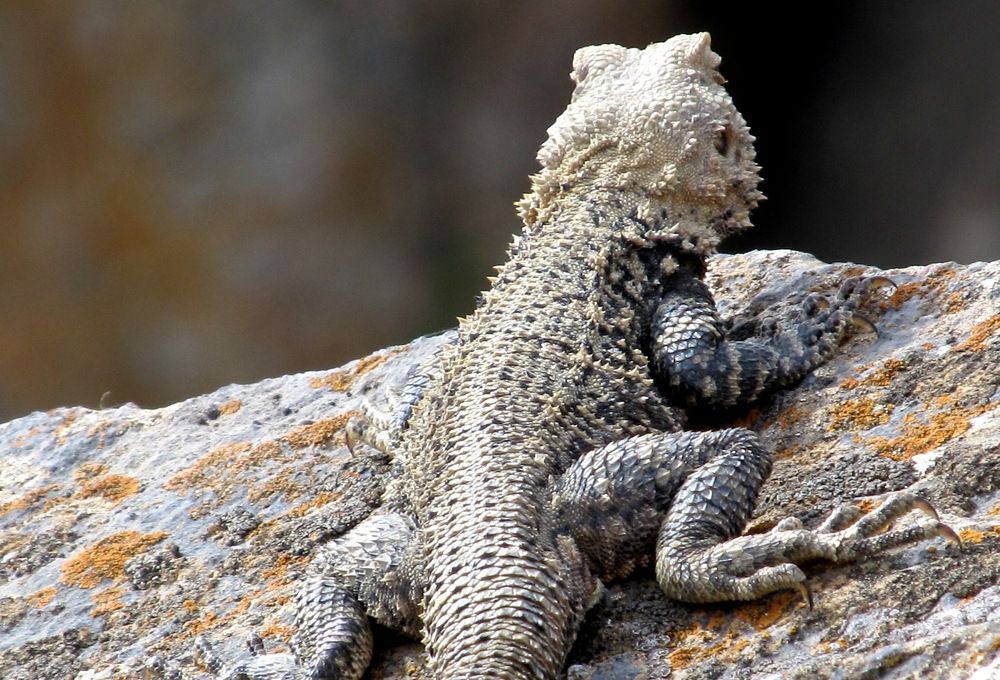 Агама, хребет Северный Нуратау, Узбекистан