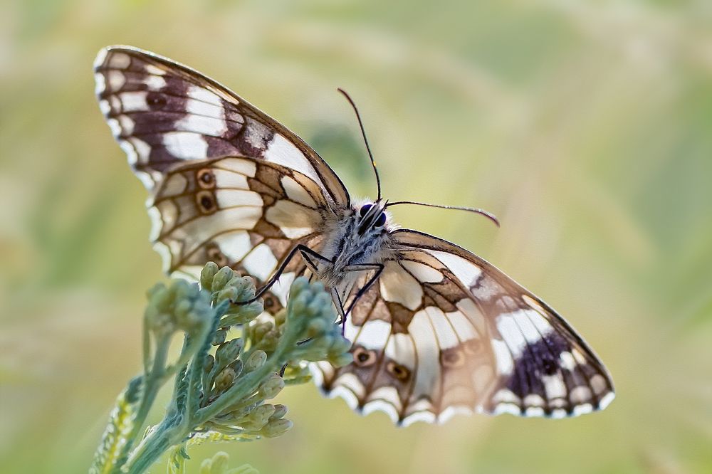 Распахнув крылья