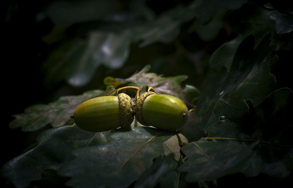 Дубовые орешки.
