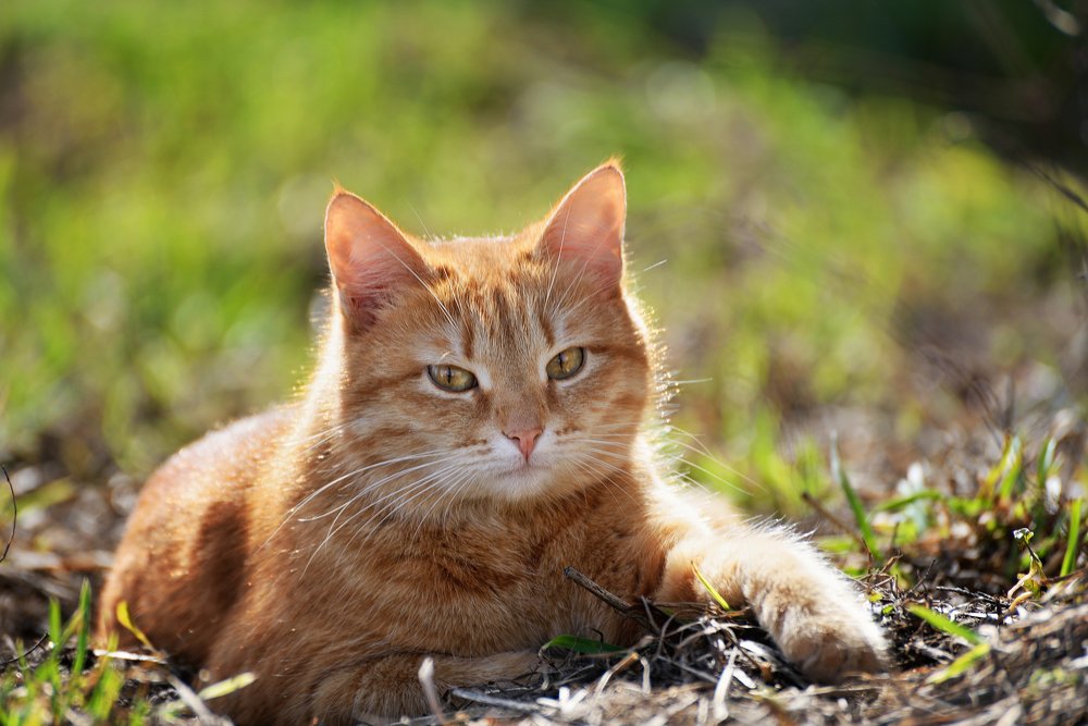 Photograph by Оксана Астрова