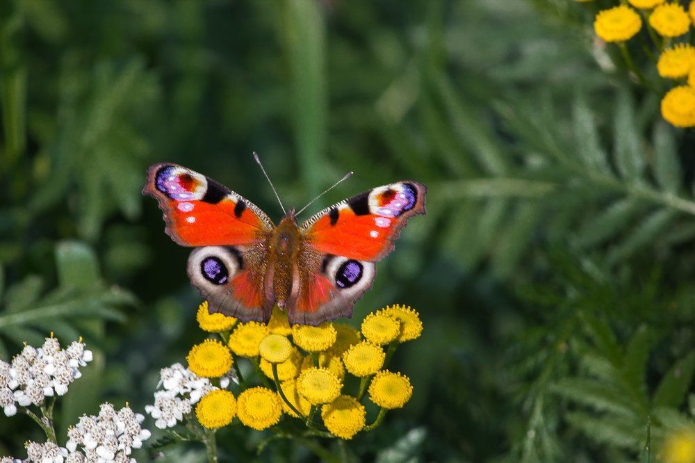 Photograph by Андрей Лекомцев