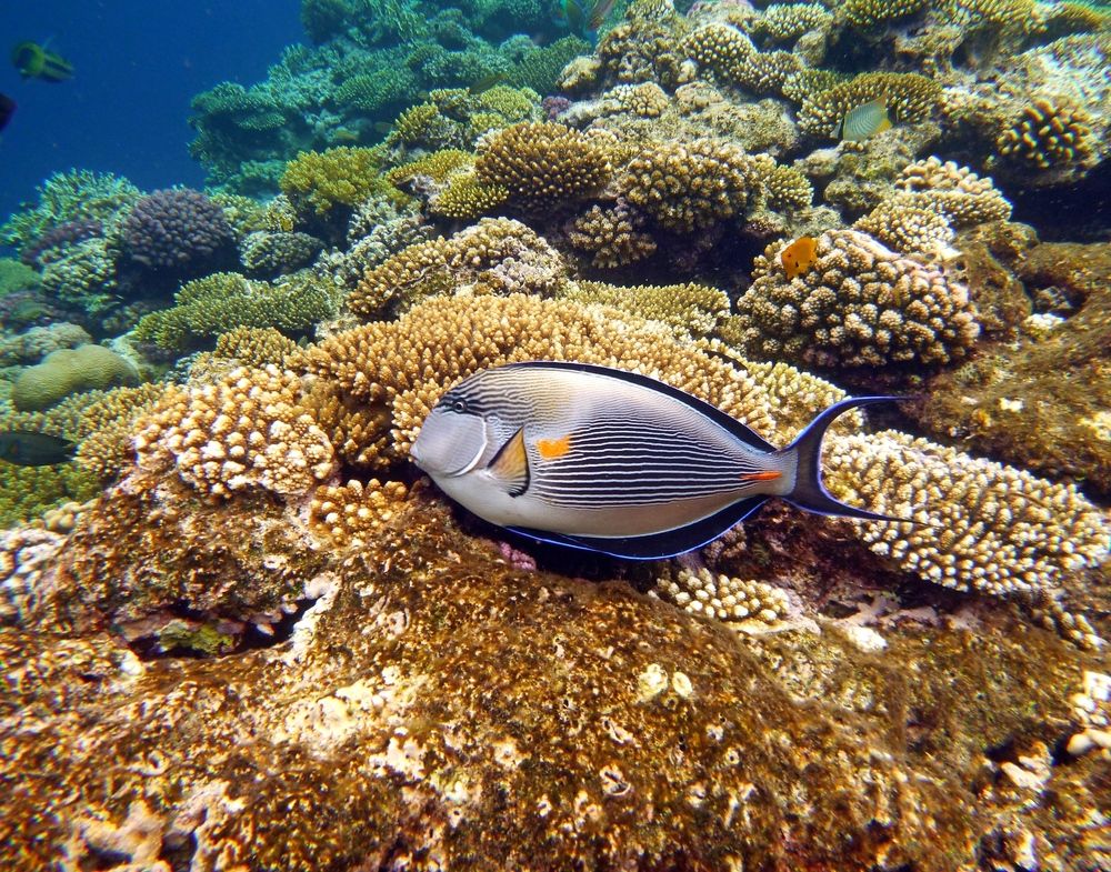 Подводный мир