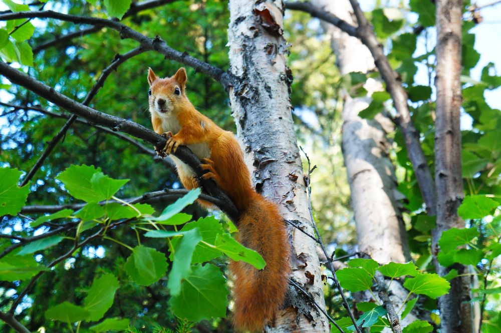 Белка без Стрелки