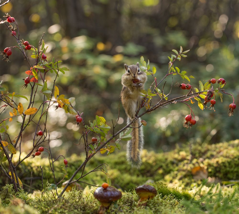 За шиповником!