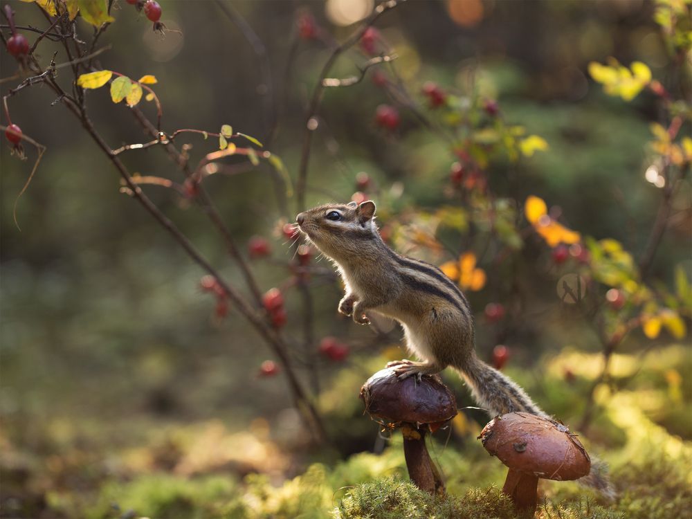 Грибная лесенка