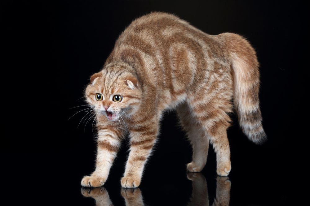 Я не кошка, я - тигрица!