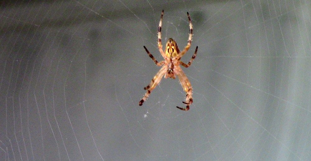 Ещё один паук.