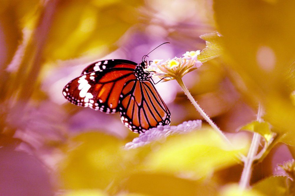 Colourful Butterfly