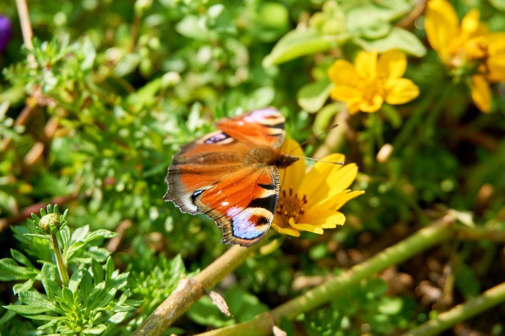 В зелёном ореоле...