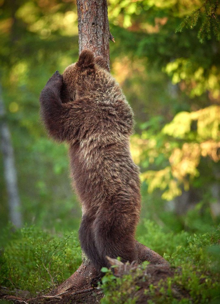 1,2,3,4,5 - я иду искать!