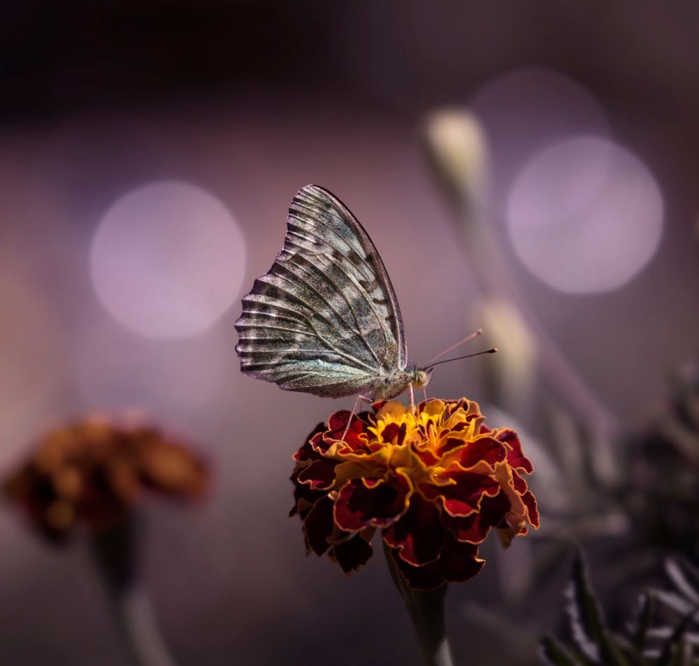 Сон в летнюю ночь