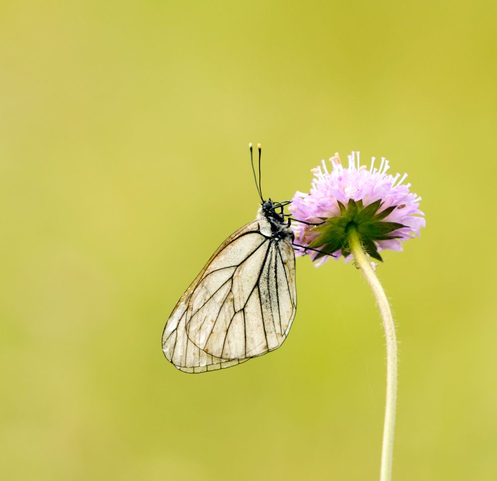 Простота гармонии