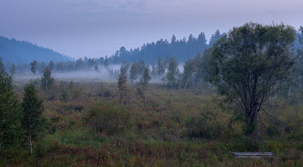 Вечерняя дымка над болотом