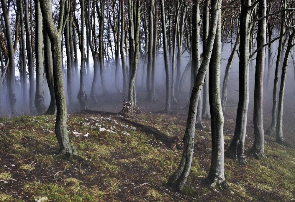 Пьяный лес