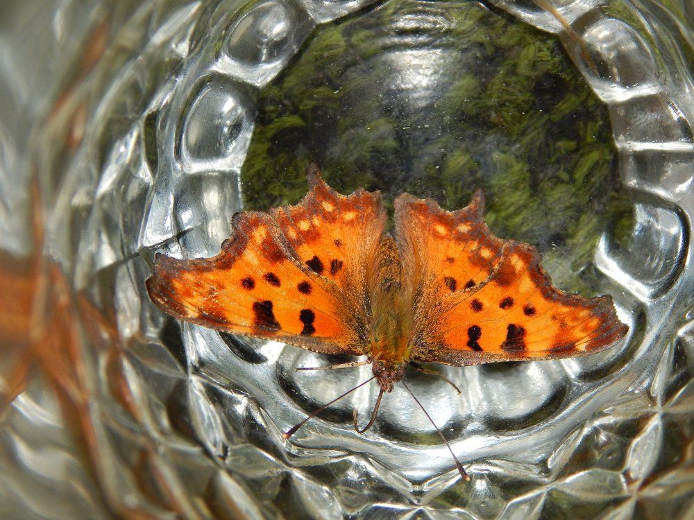 Фотография автора Станислав Компаниец