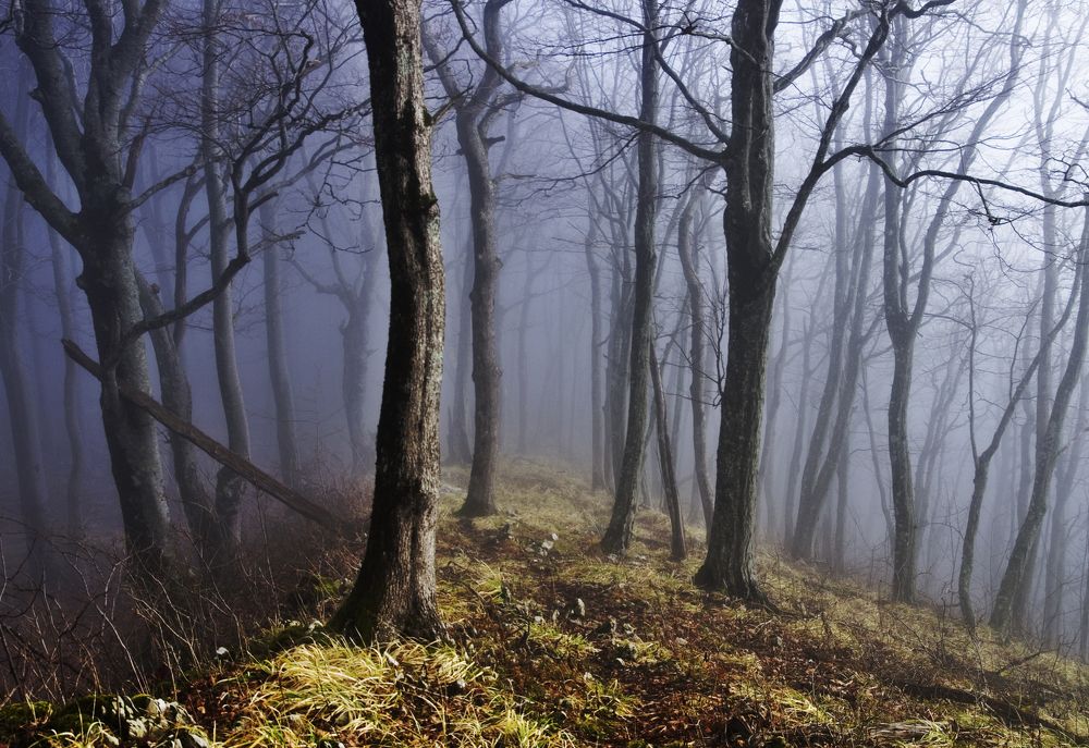 Тропа потерялась в тумане