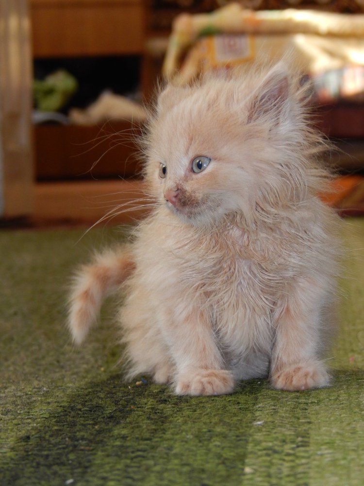 Фотография автора Станислав Компаниец