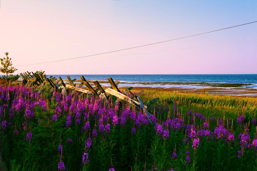 Белое море на рассвете.