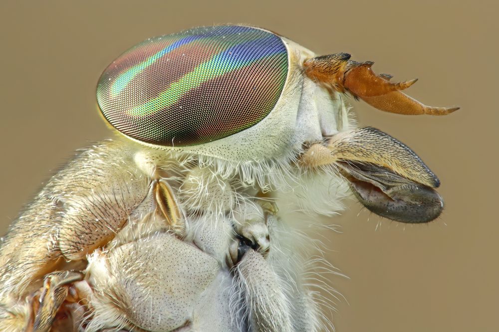 Horsefly
