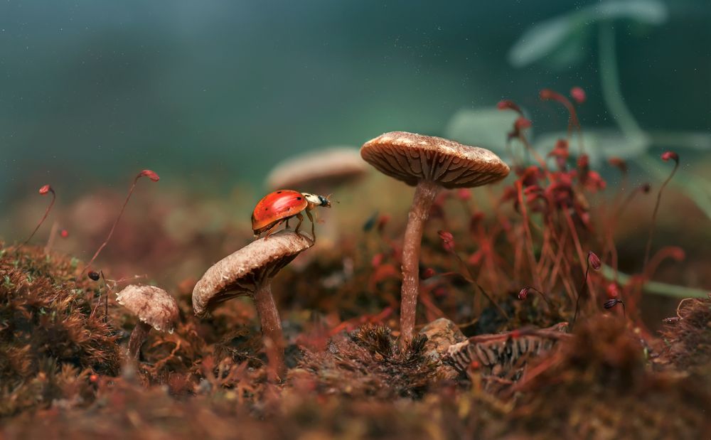 Photograph by Тараненко Анжелика