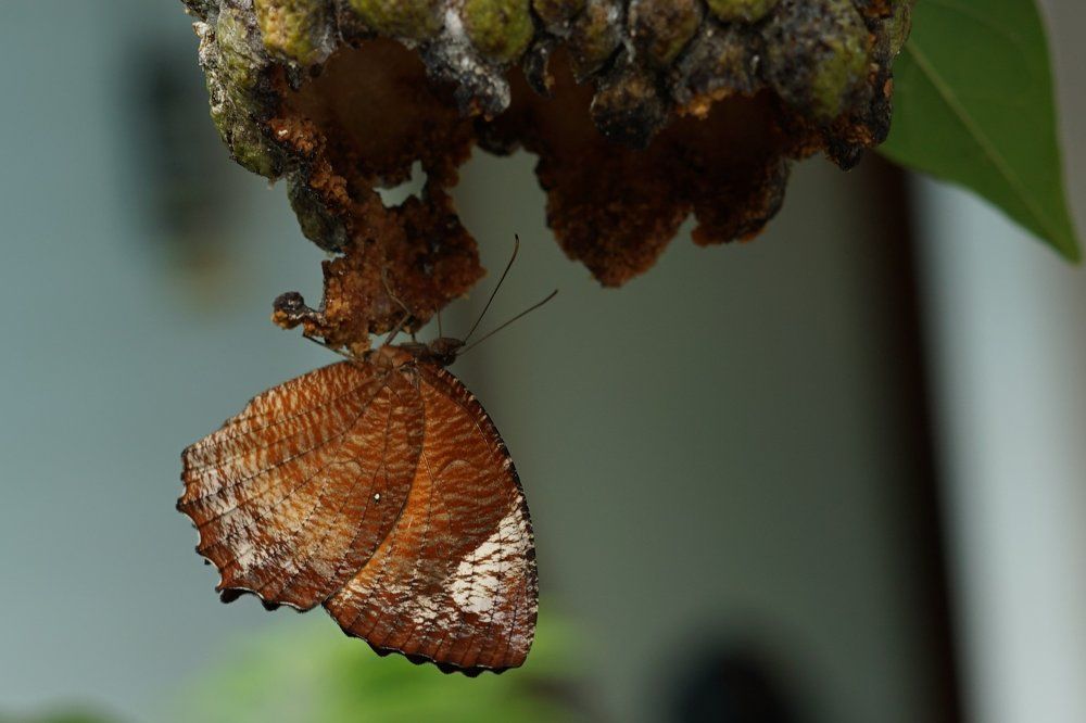 Brown Butterfly