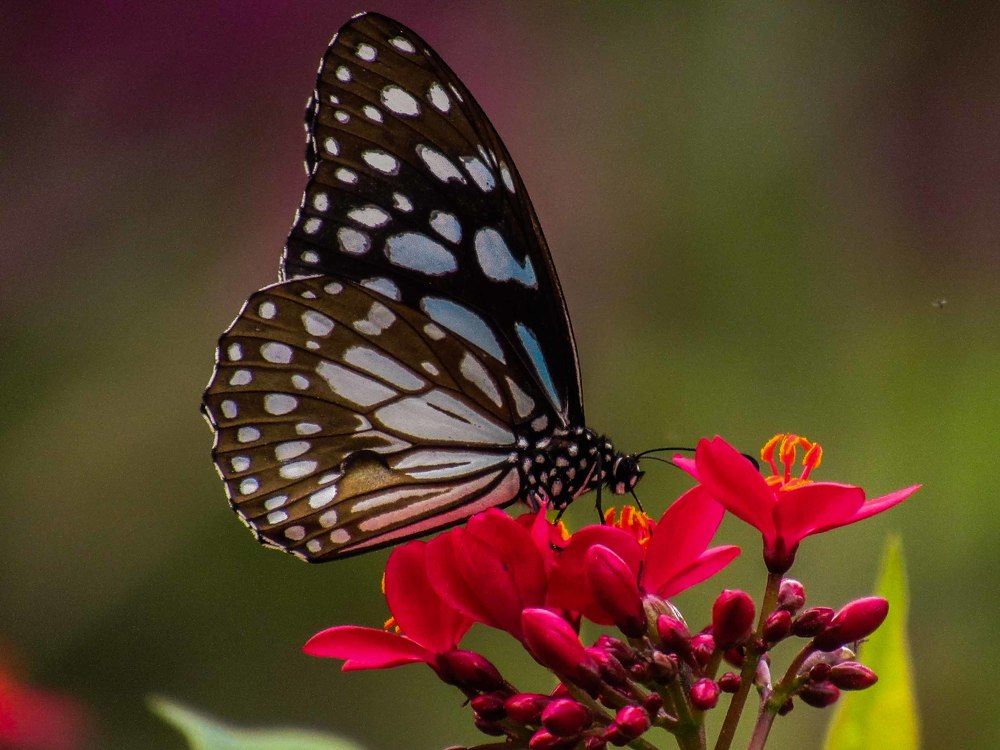 Blue Tiger Butterfly2