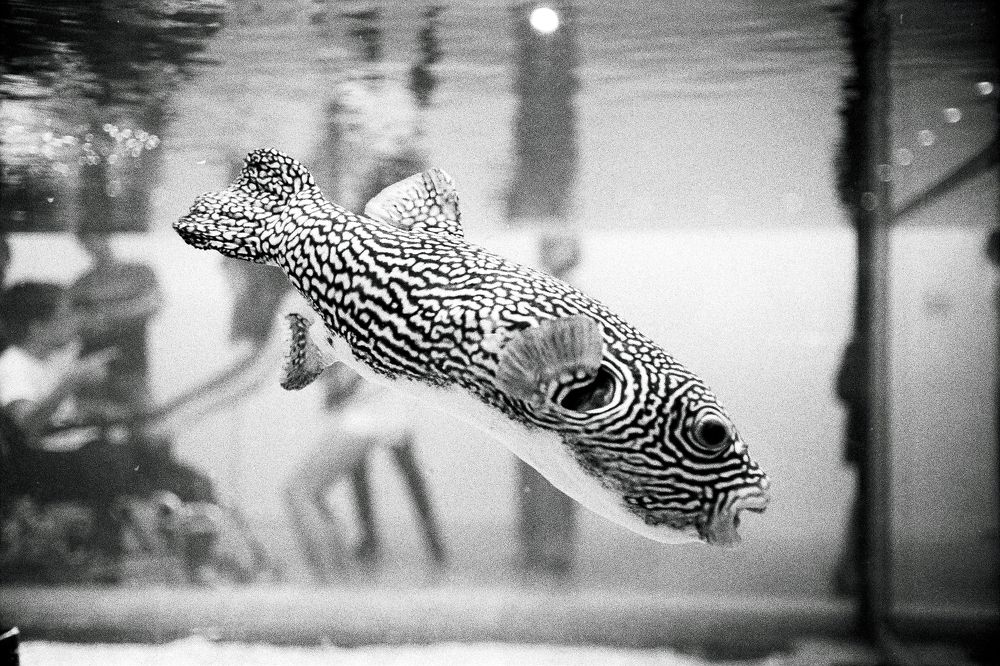 in the tank